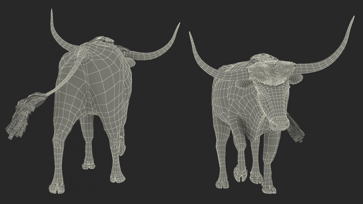 3D White Texas Longhorn Bull Walking Pose model