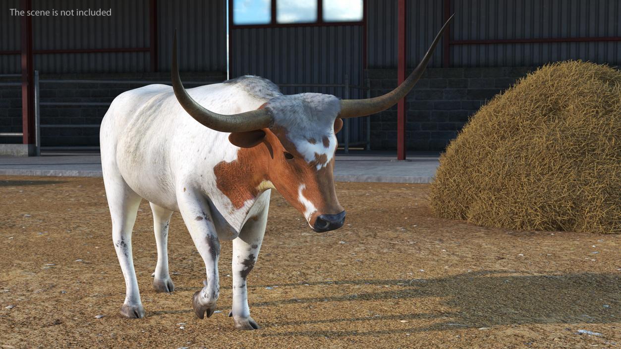 3D White Texas Longhorn Bull Walking Pose model