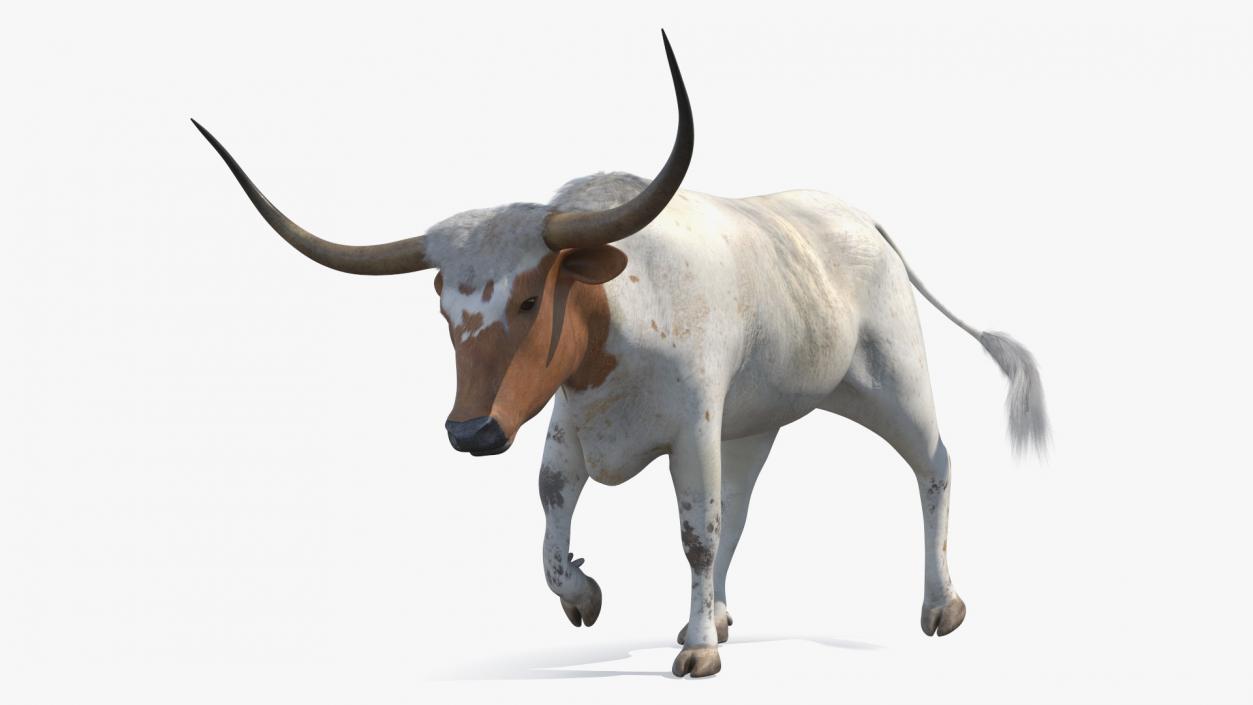 3D White Texas Longhorn Bull Walking Pose model