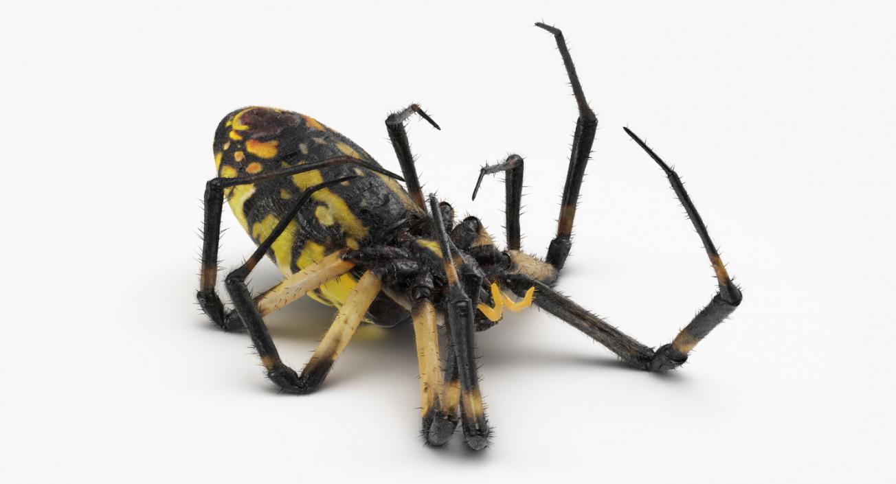 3D model Dead Corn Spider with Fur