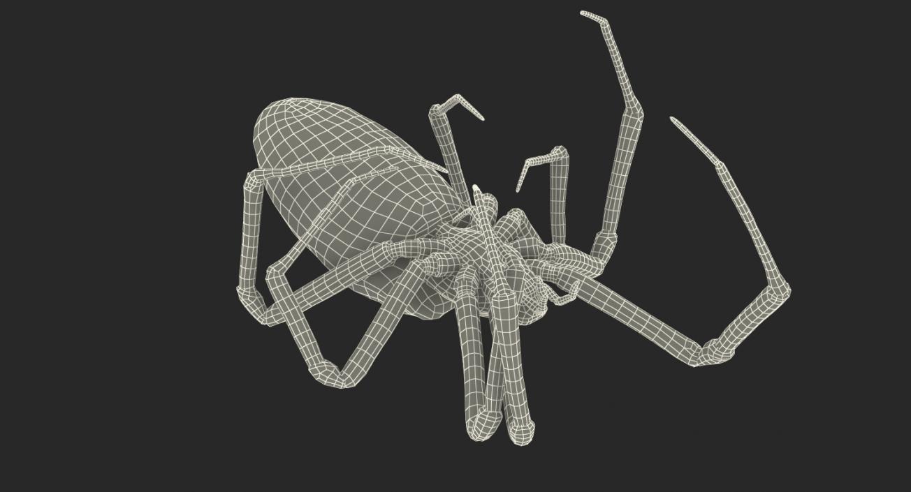 3D model Dead Corn Spider with Fur