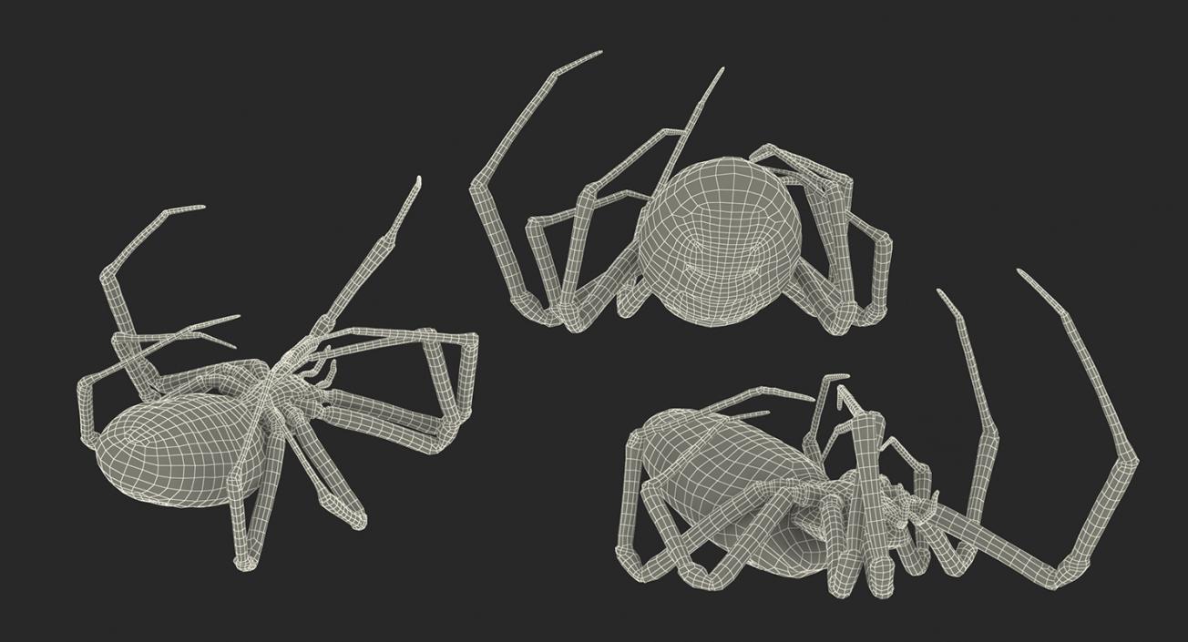 3D model Dead Corn Spider with Fur