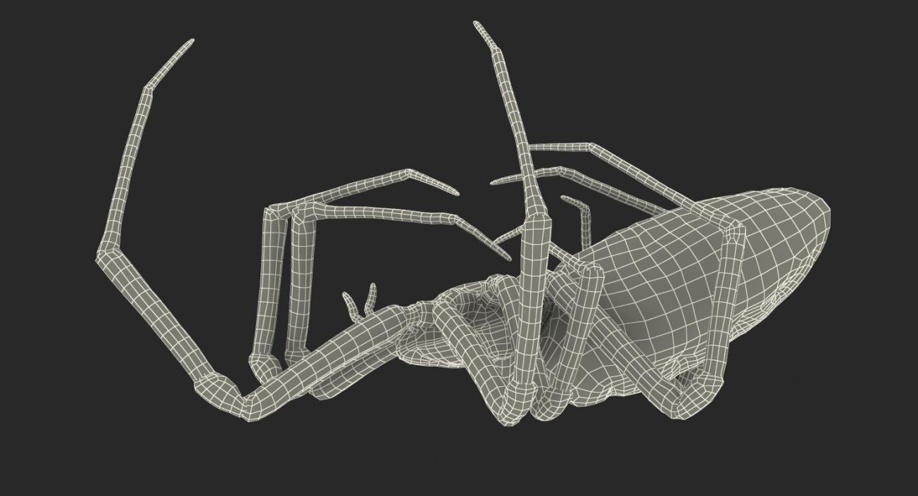 3D model Dead Corn Spider with Fur