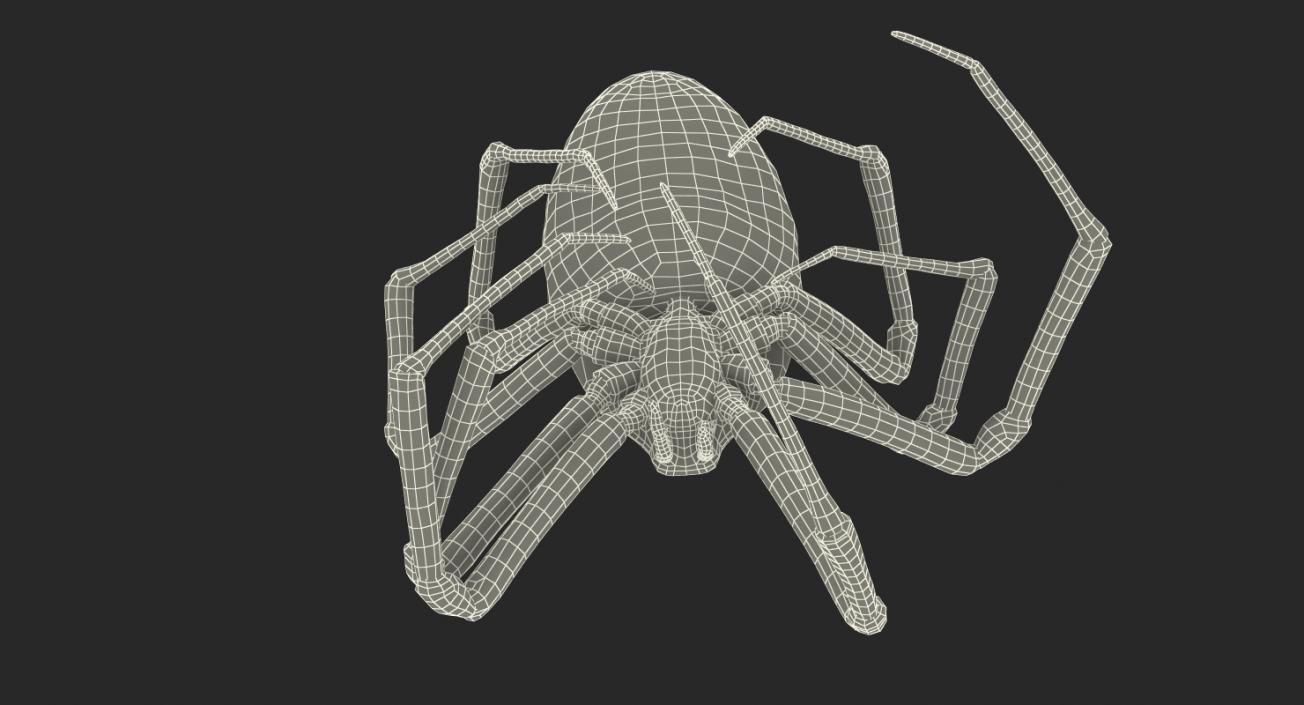 3D model Dead Corn Spider with Fur