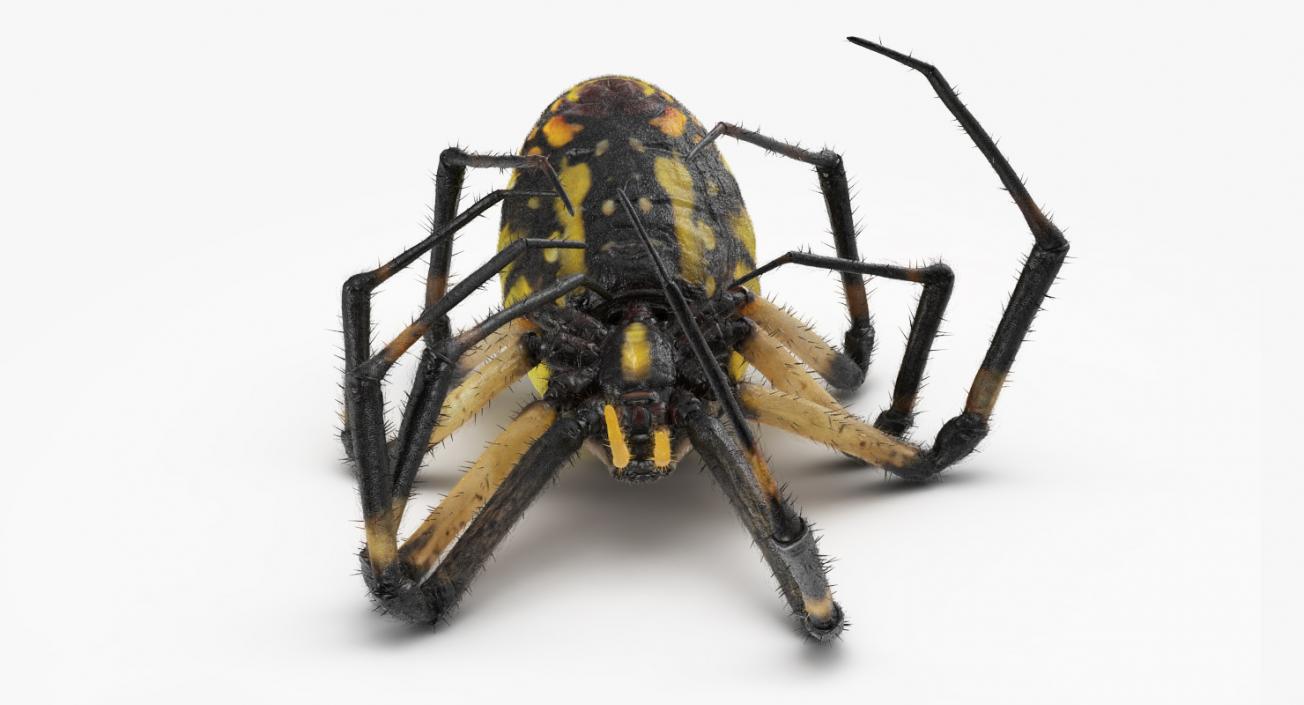 3D model Dead Corn Spider with Fur