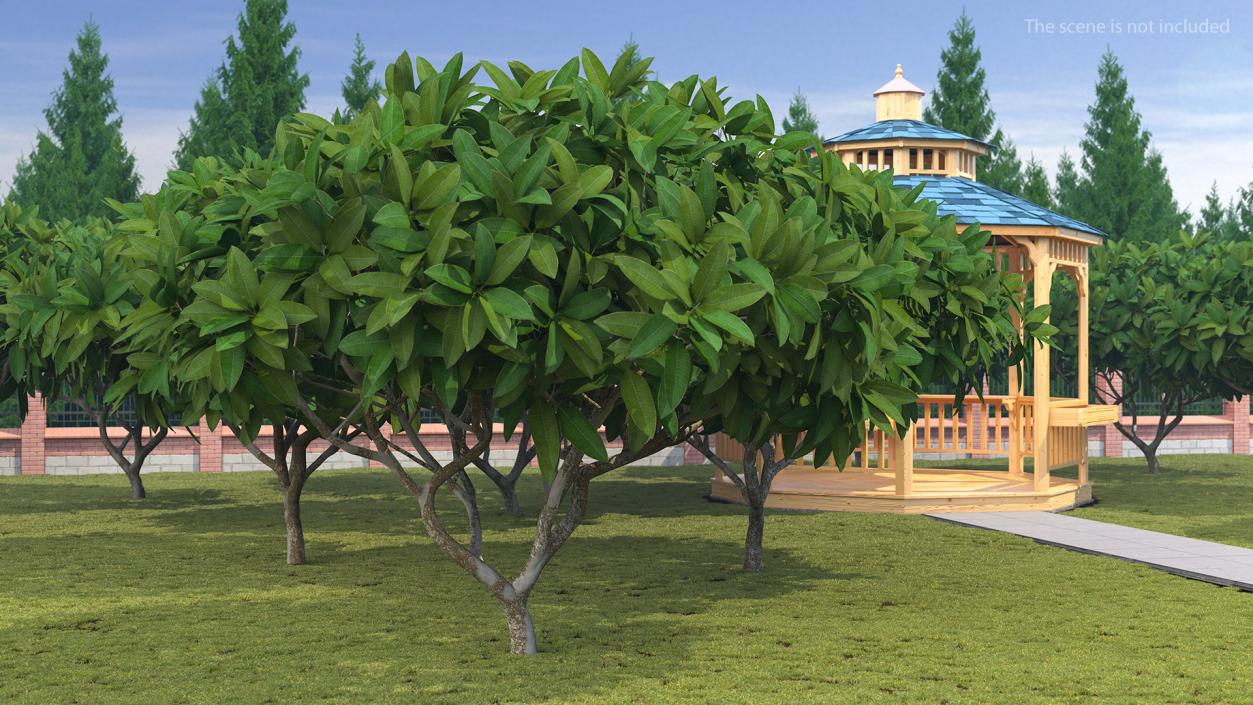 3D model Plumeria Frangipani Shrub