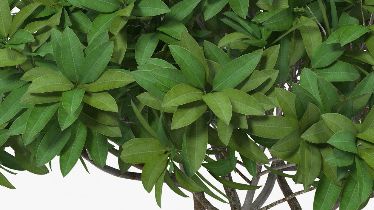 3D model Plumeria Frangipani Shrub