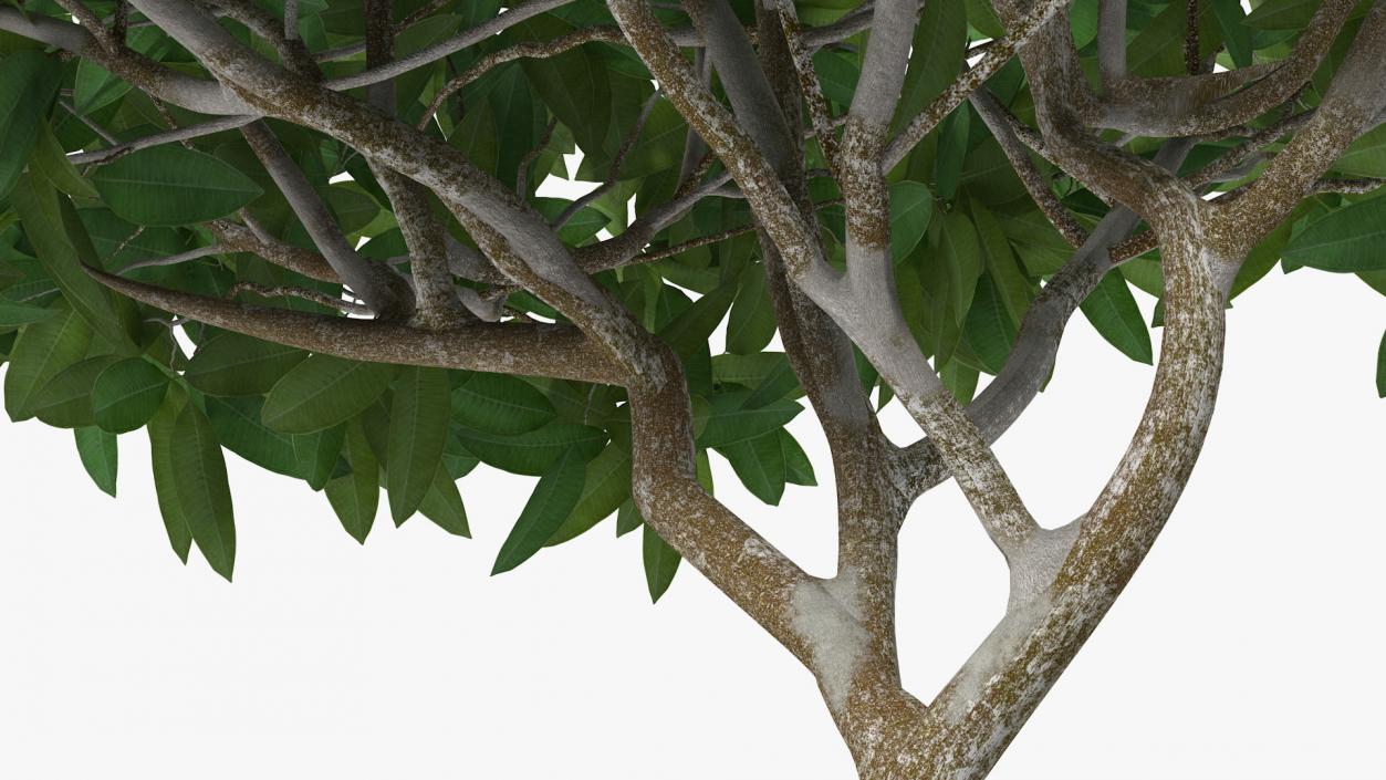 3D model Plumeria Frangipani Shrub