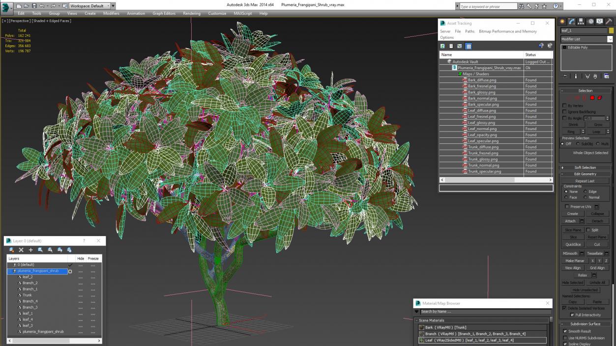 3D model Plumeria Frangipani Shrub