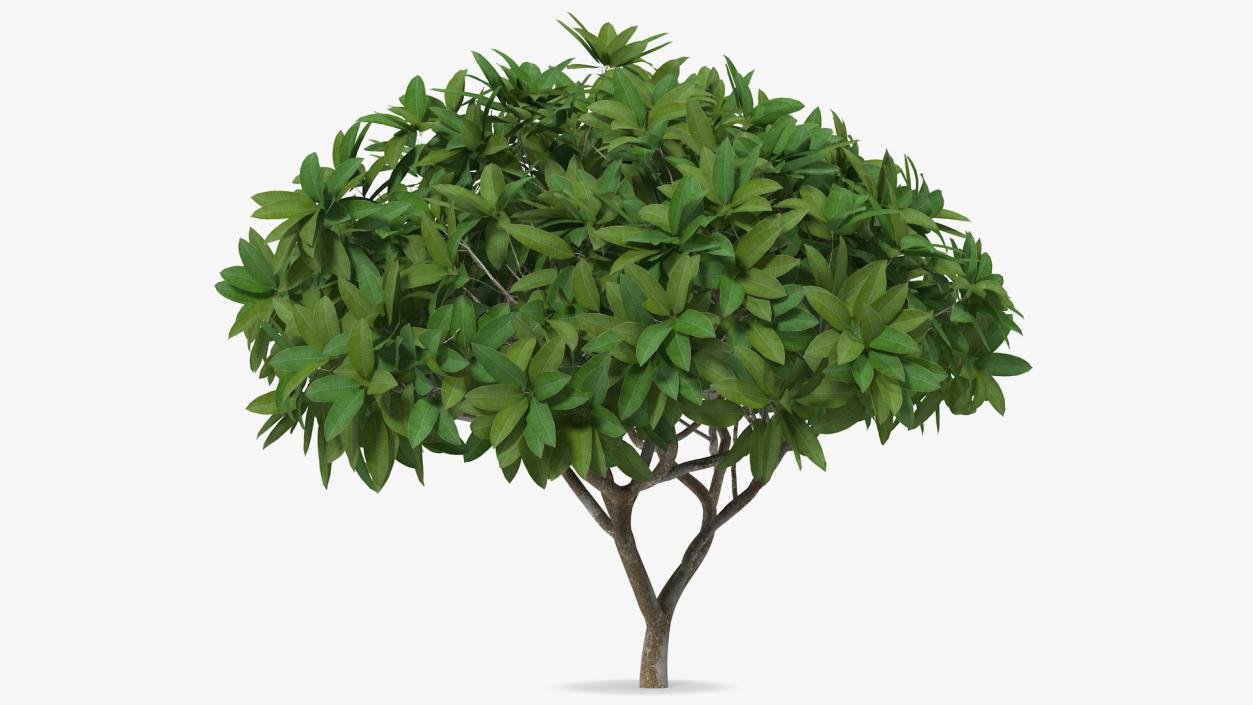 3D model Plumeria Frangipani Shrub