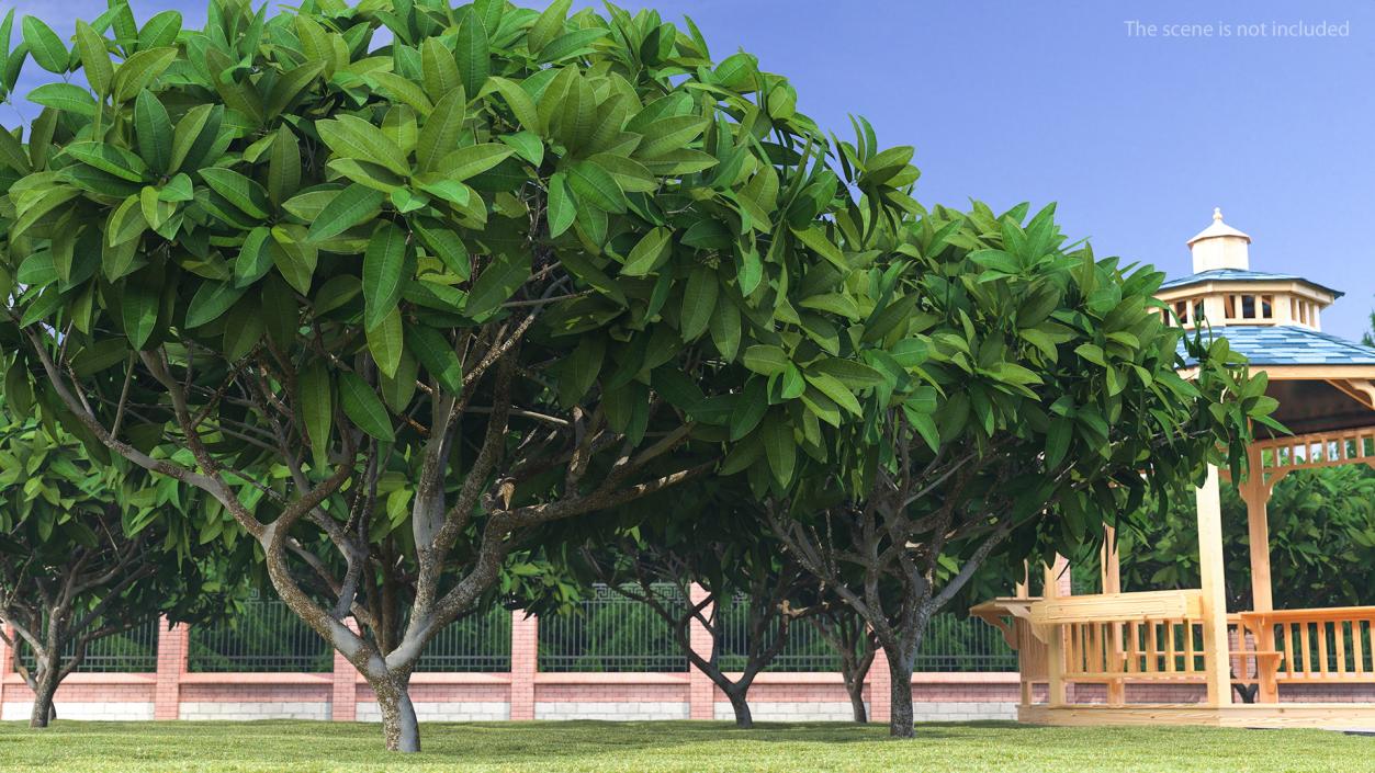 3D model Plumeria Frangipani Shrub