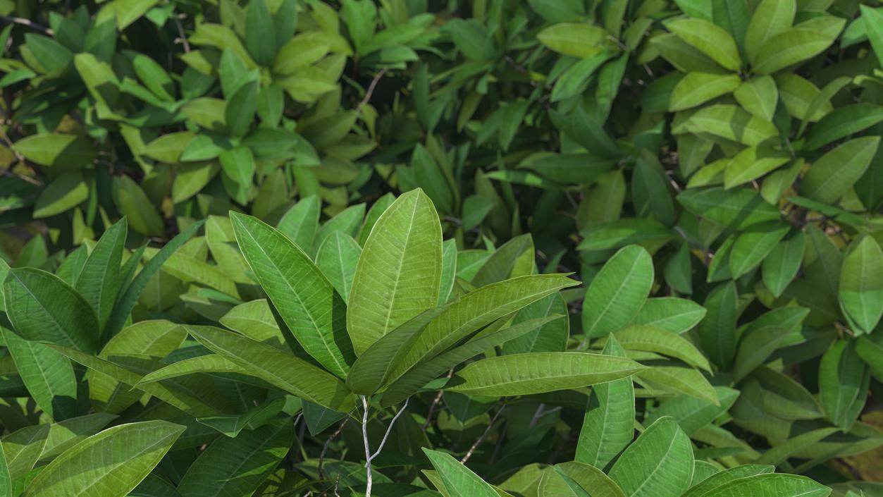 3D model Plumeria Frangipani Shrub