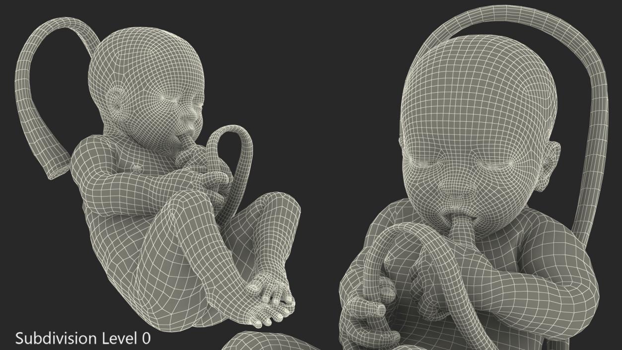 Baby Boy at 38 Weeks Fur 3D model