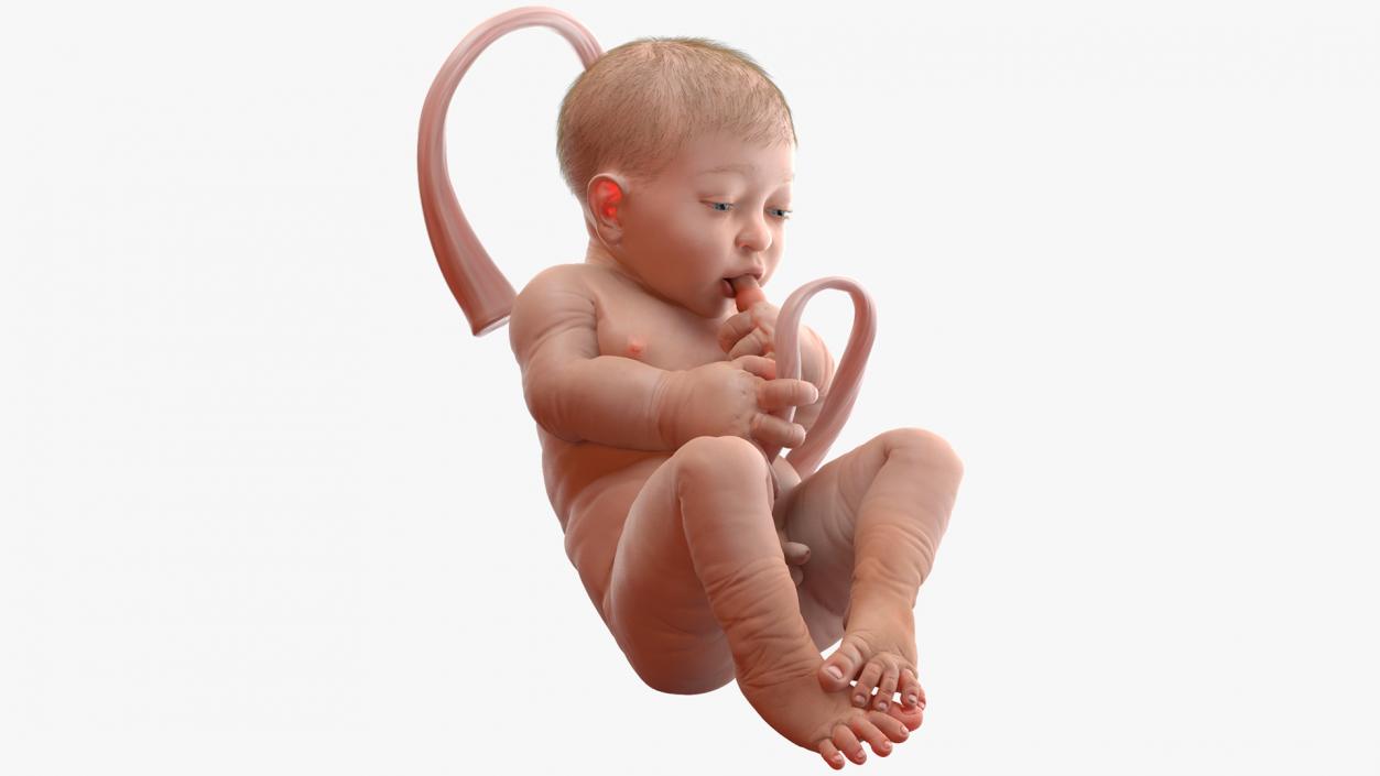 Baby Boy at 38 Weeks Fur 3D model