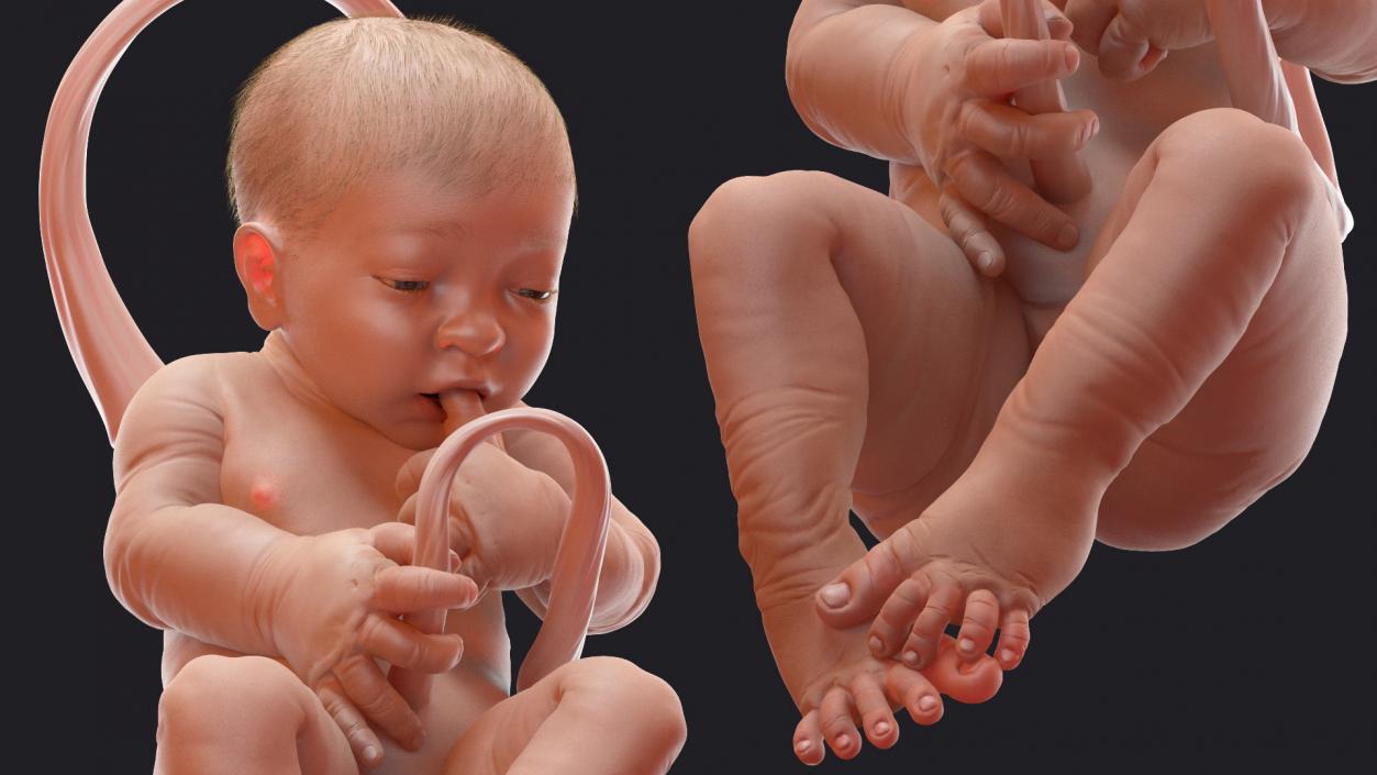 Baby Boy at 38 Weeks Fur 3D model