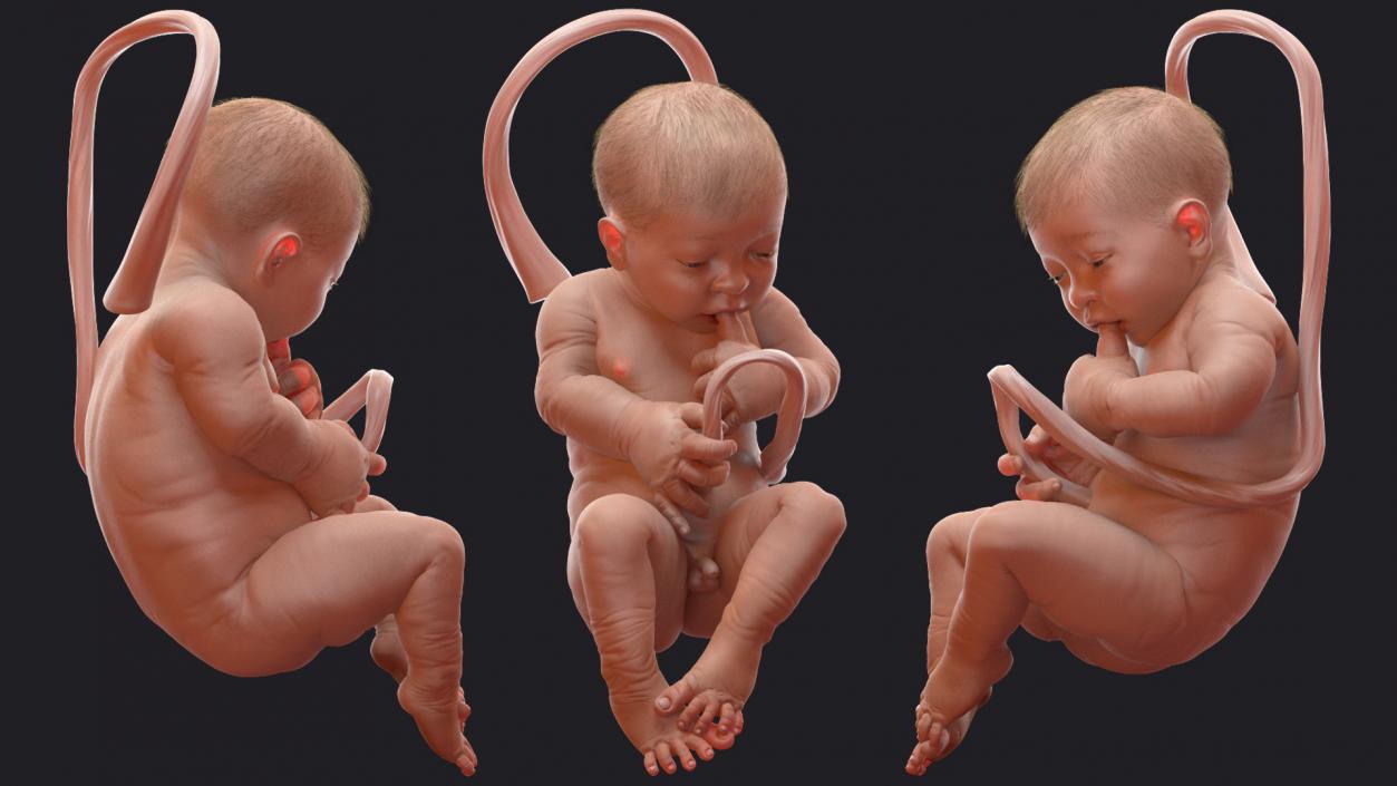 Baby Boy at 38 Weeks Fur 3D model