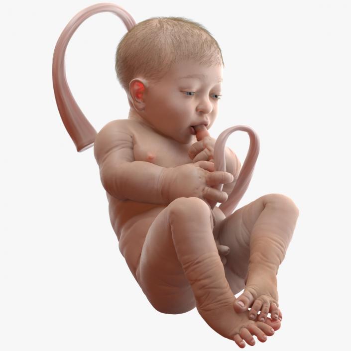 Baby Boy at 38 Weeks Fur 3D model