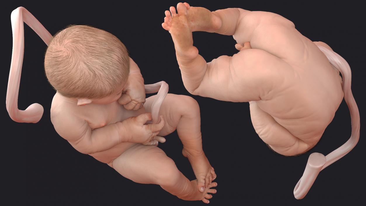 Baby Boy at 38 Weeks Fur 3D model