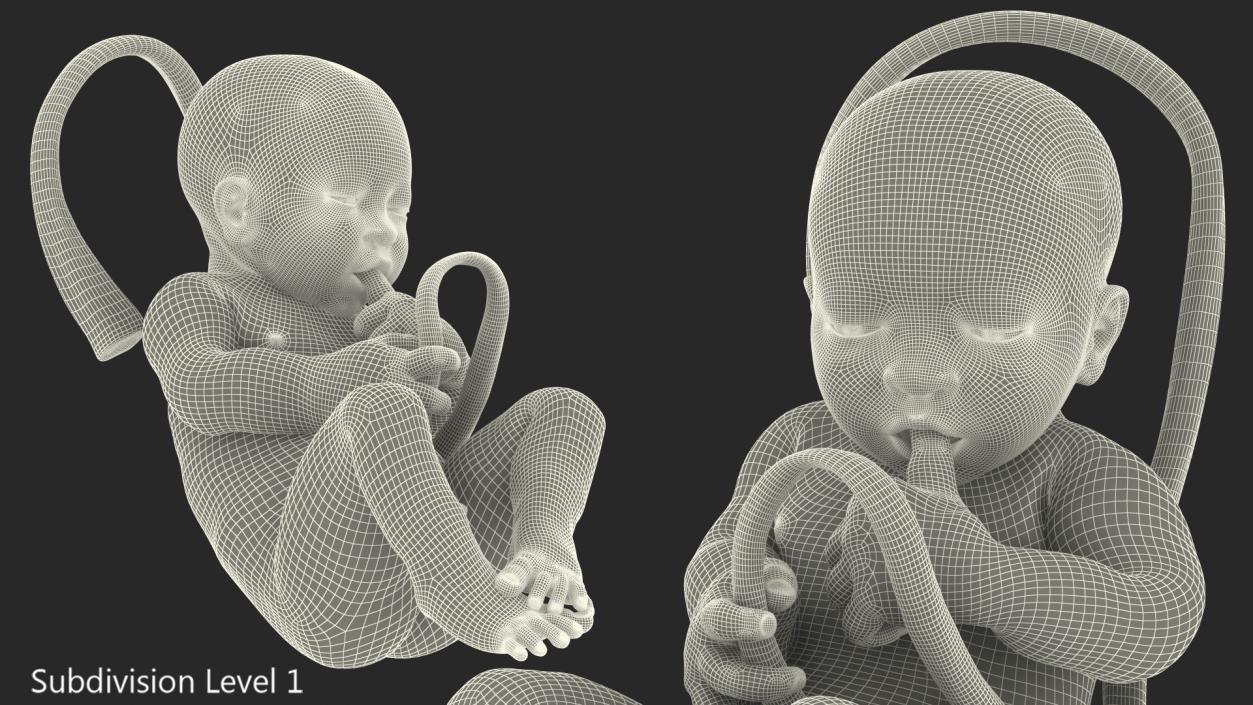 Baby Boy at 38 Weeks Fur 3D model