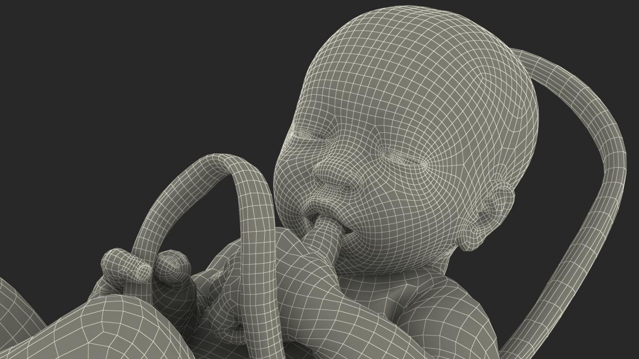 Baby Boy at 38 Weeks Fur 3D model