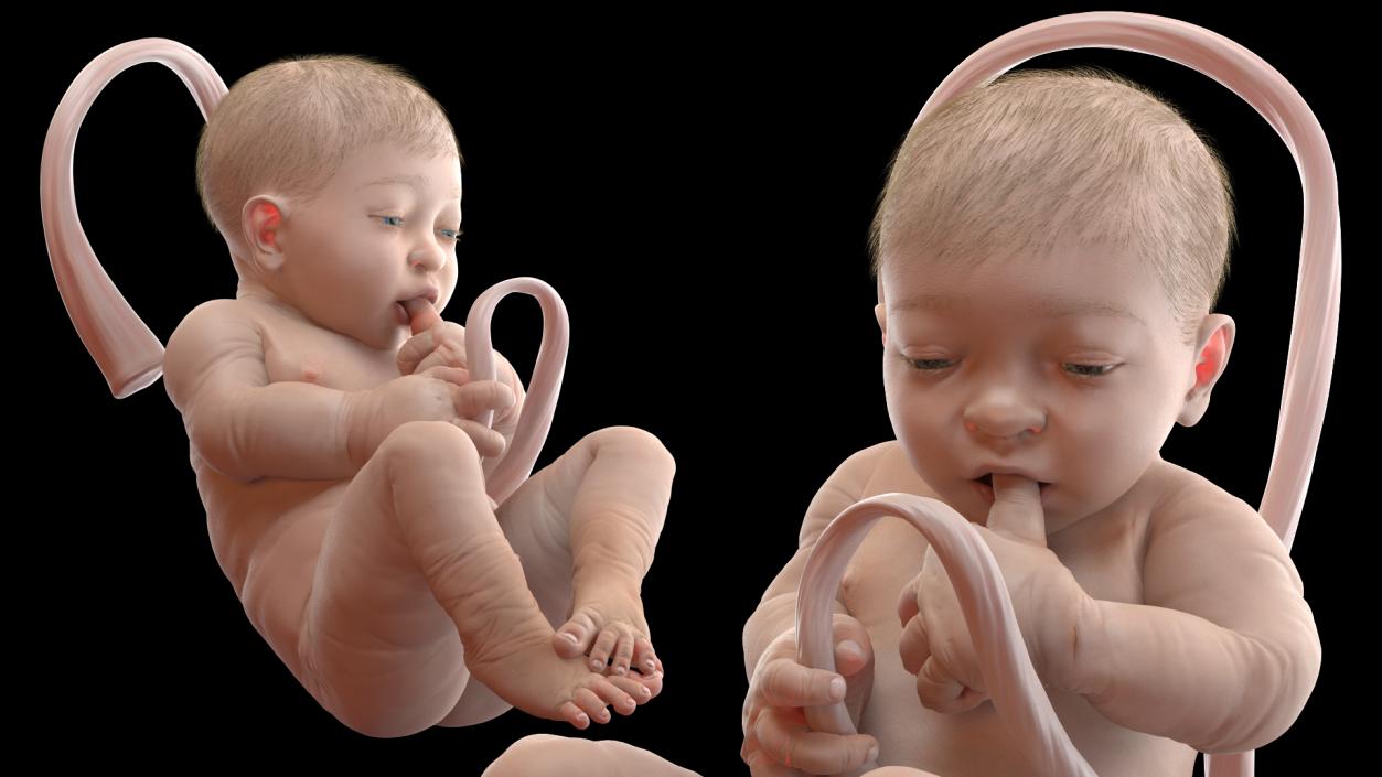 Baby Boy at 38 Weeks Fur 3D model