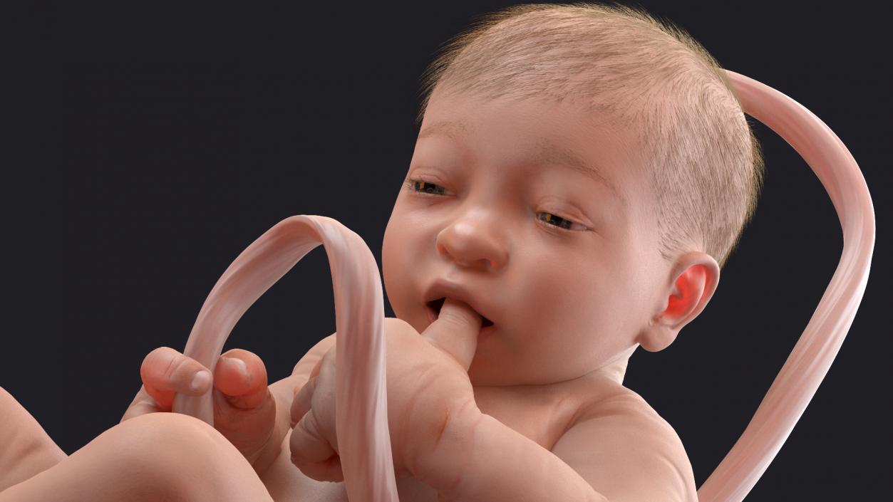 Baby Boy at 38 Weeks Fur 3D model