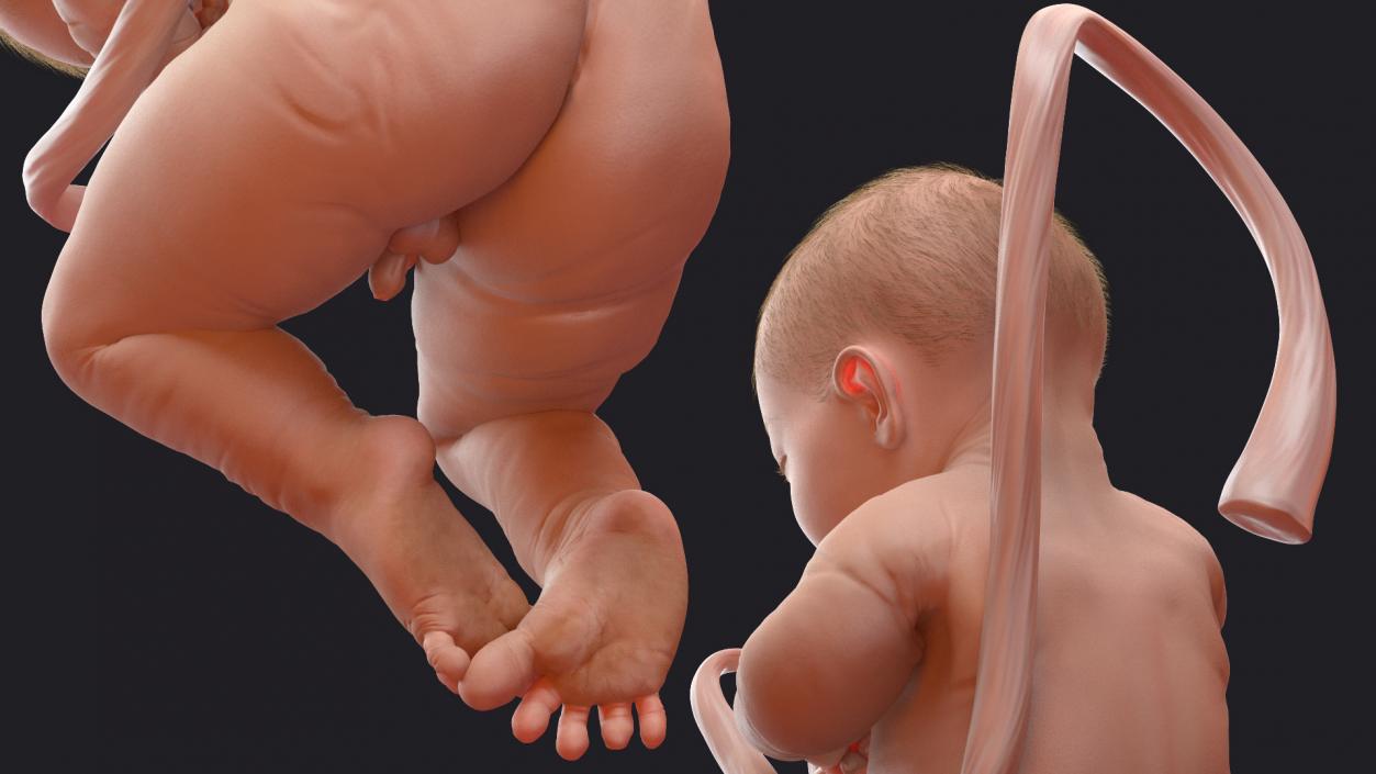 Baby Boy at 38 Weeks Fur 3D model