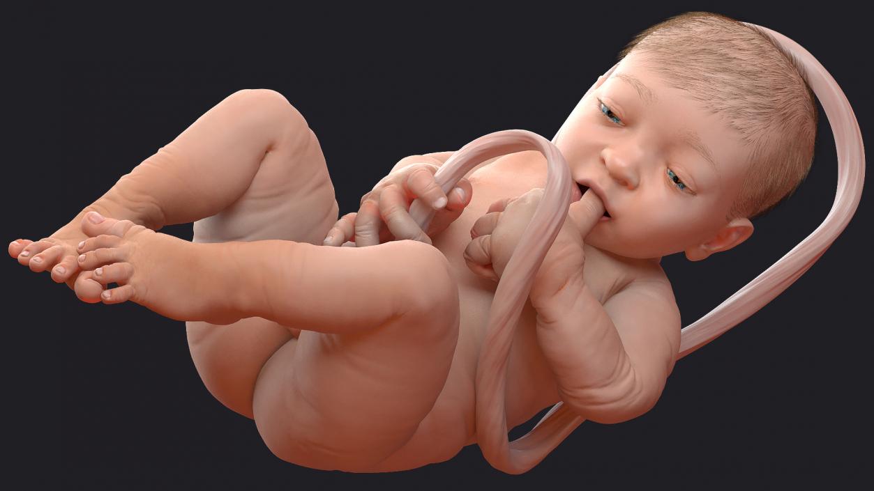 Baby Boy at 38 Weeks Fur 3D model