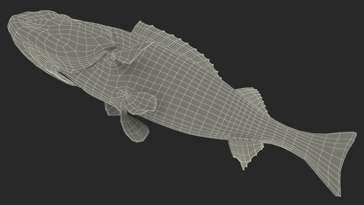 3D Swimming Perca Fluviatilis