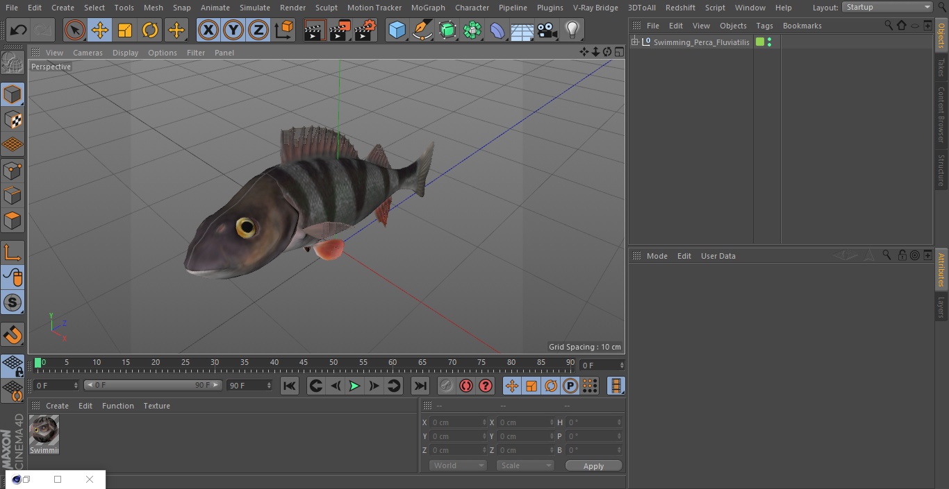 3D Swimming Perca Fluviatilis