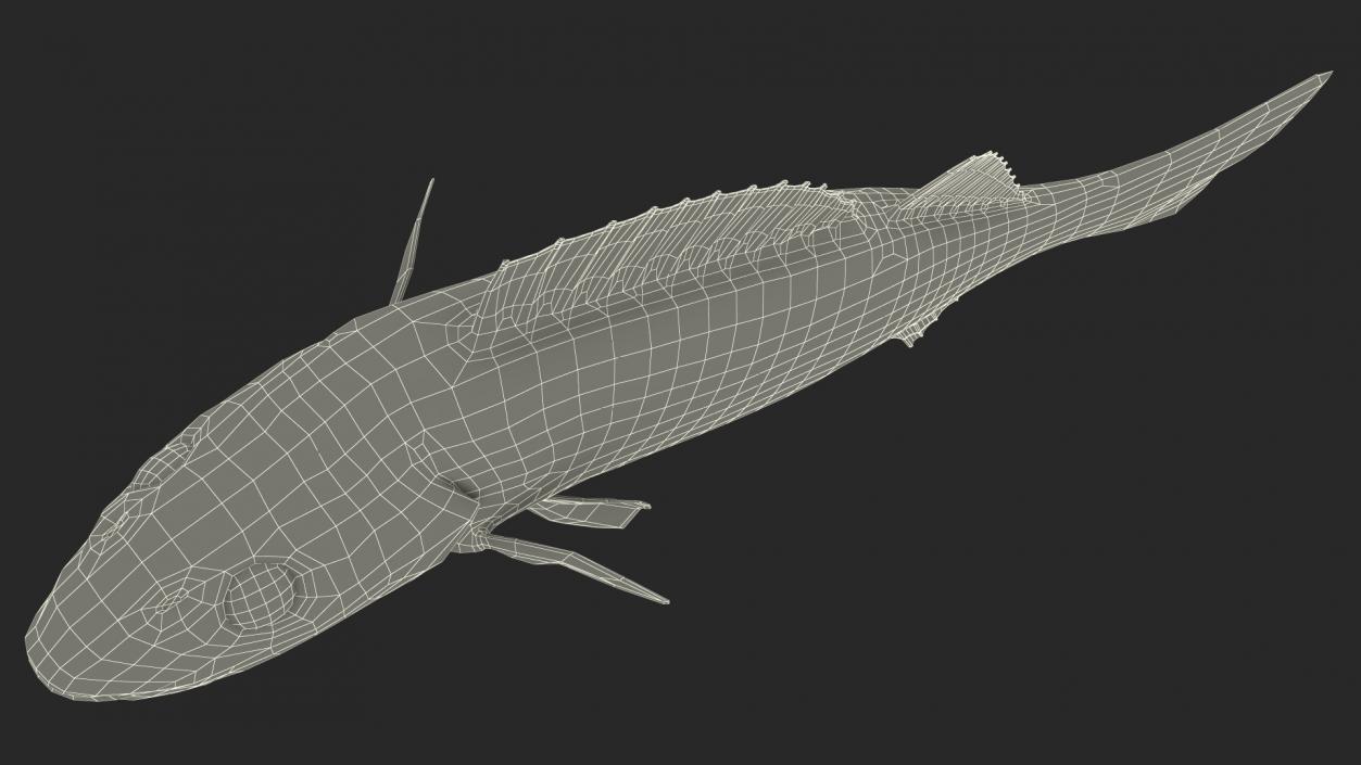 3D Swimming Perca Fluviatilis