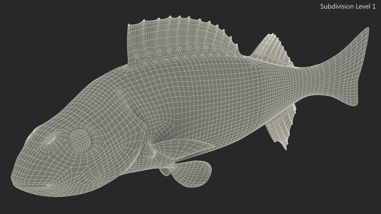 3D Swimming Perca Fluviatilis