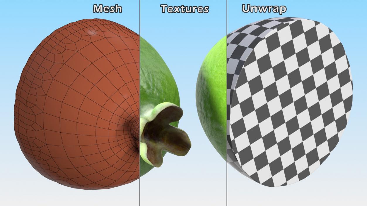 3D Cross Section Fruits Collection 6 model