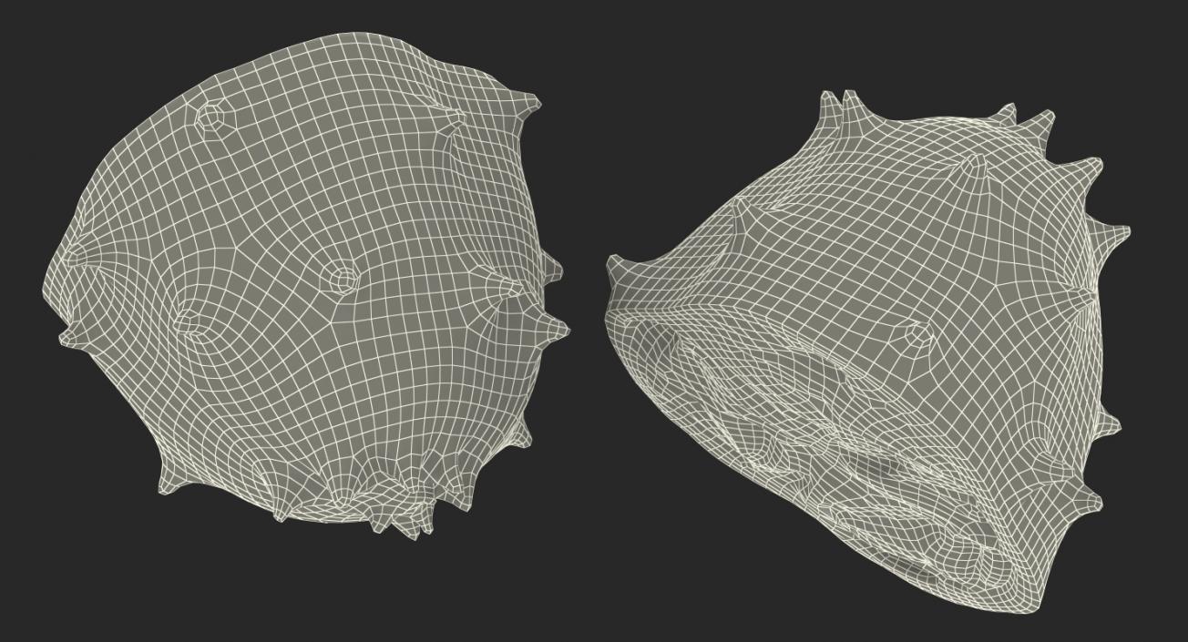 3D Cross Section Fruits Collection 6 model