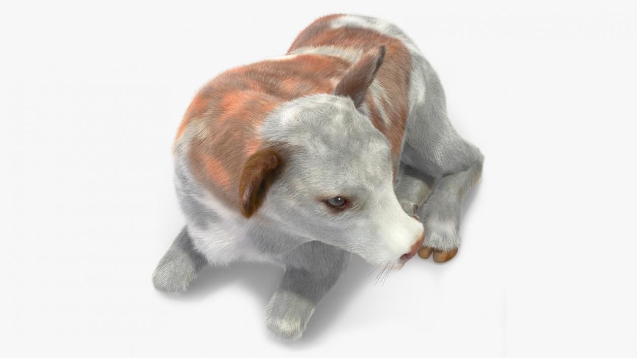 3D Cow Calf in Lying Pose Fur 2 model