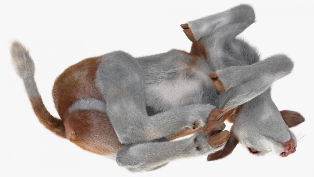 3D Cow Calf in Lying Pose Fur 2 model