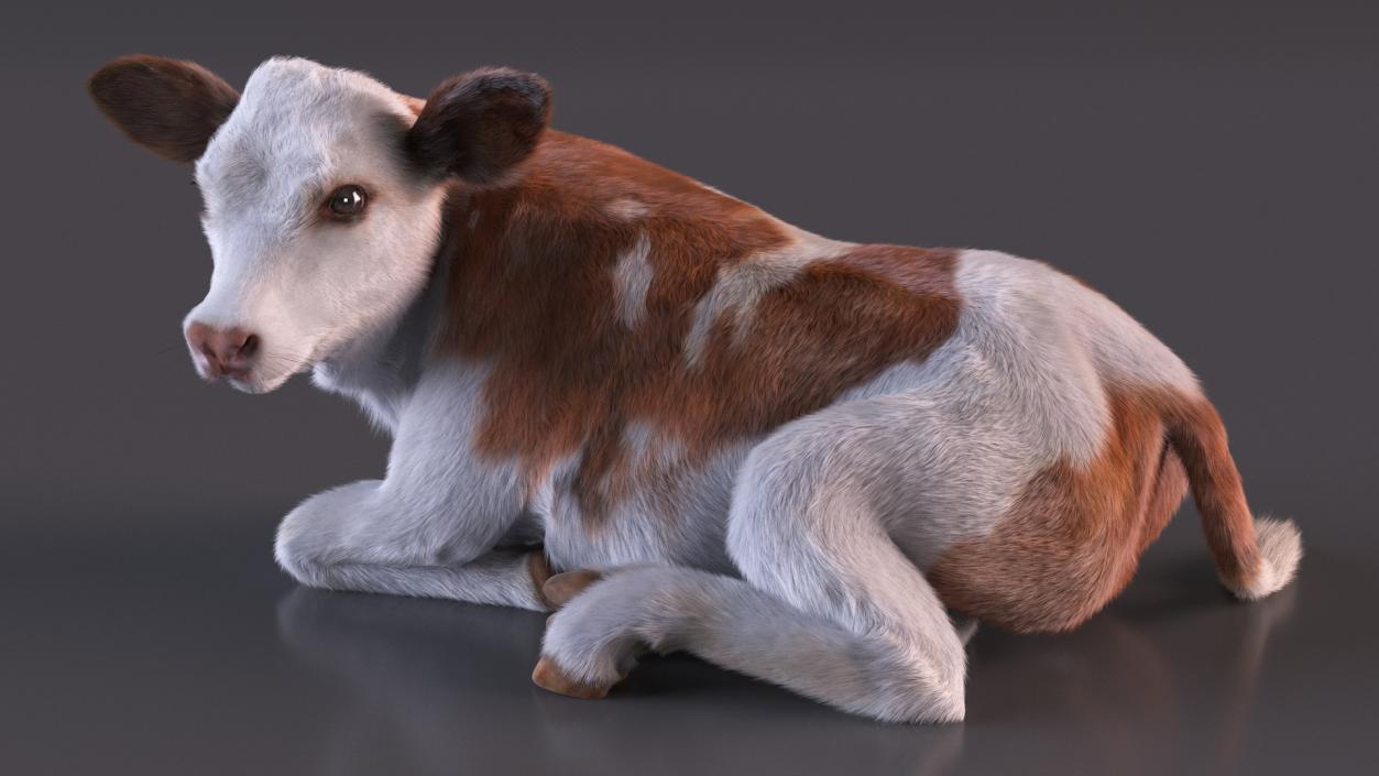 3D Cow Calf in Lying Pose Fur 2 model