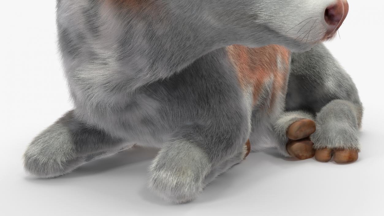 3D Cow Calf in Lying Pose Fur 2 model