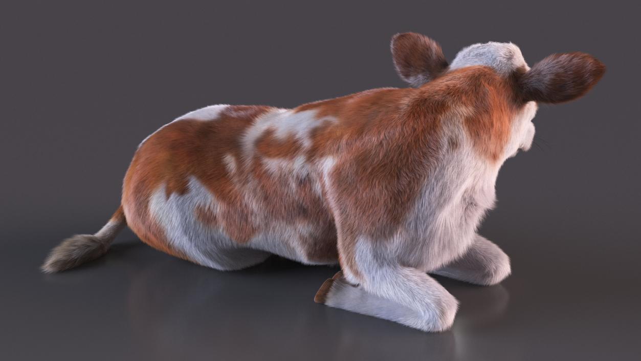 3D Cow Calf in Lying Pose Fur 2 model