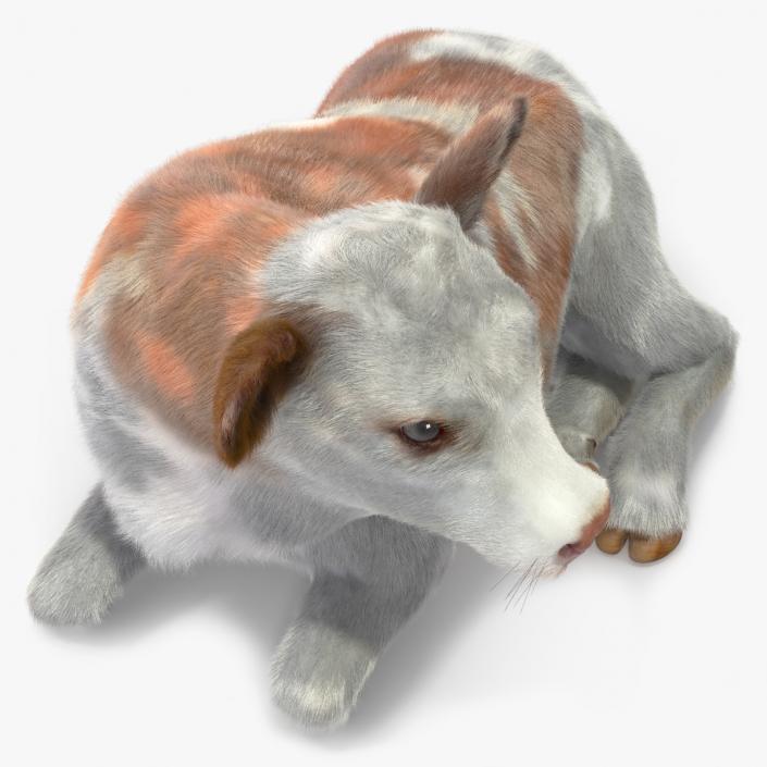 3D Cow Calf in Lying Pose Fur 2 model