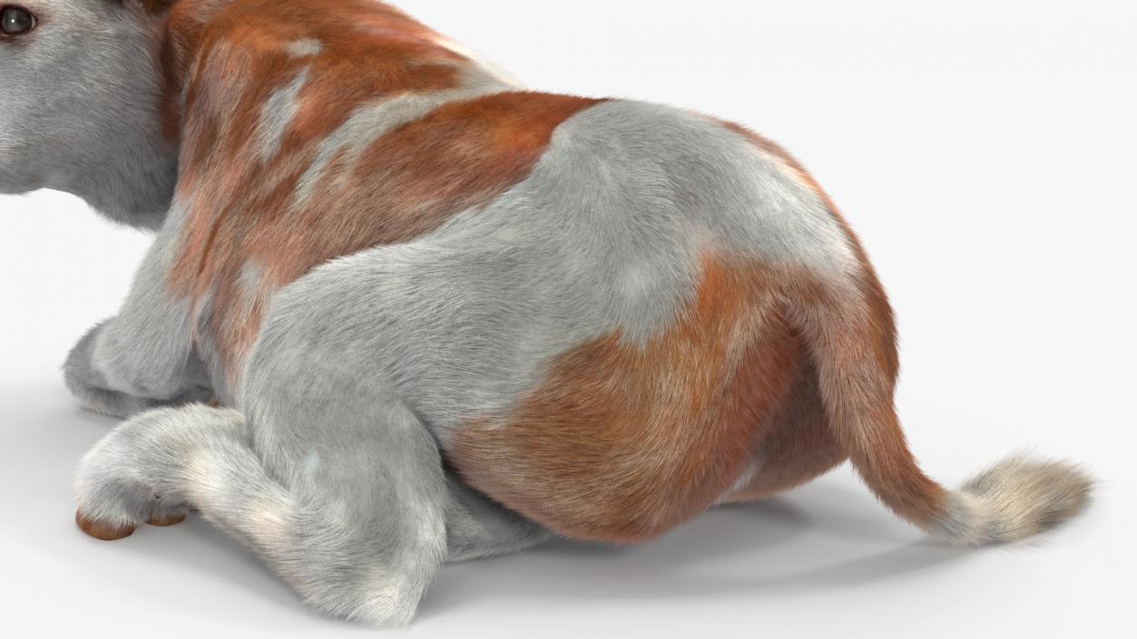 3D Cow Calf in Lying Pose Fur 2 model