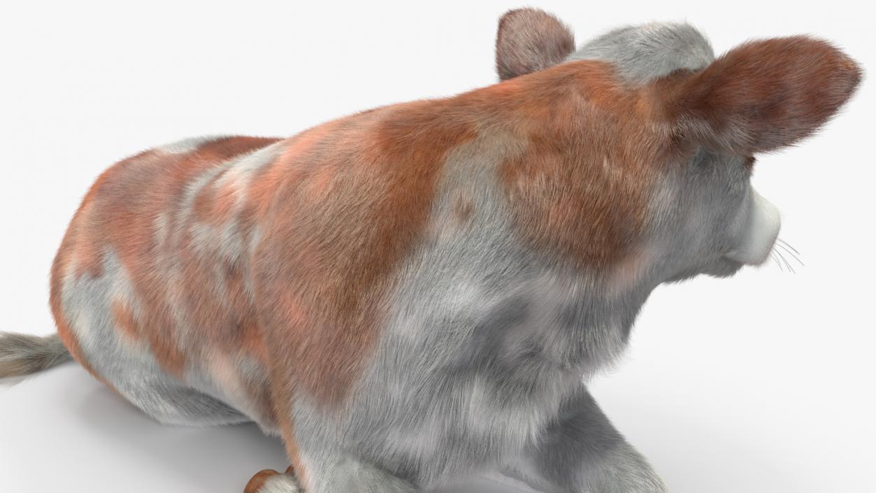 3D Cow Calf in Lying Pose Fur 2 model