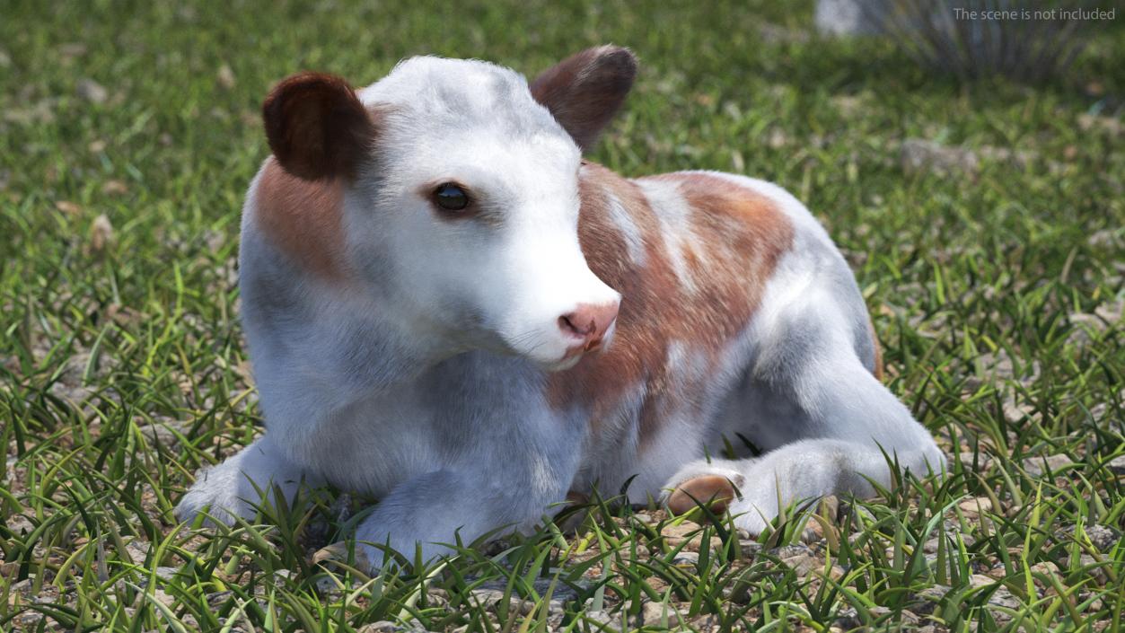 3D Cow Calf in Lying Pose Fur 2 model