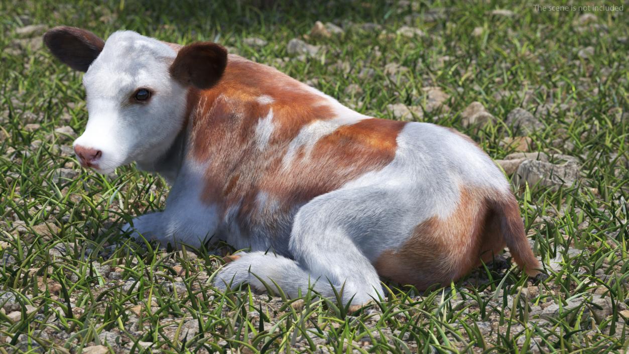 3D Cow Calf in Lying Pose Fur 2 model