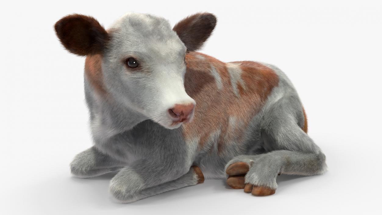 3D Cow Calf in Lying Pose Fur 2 model