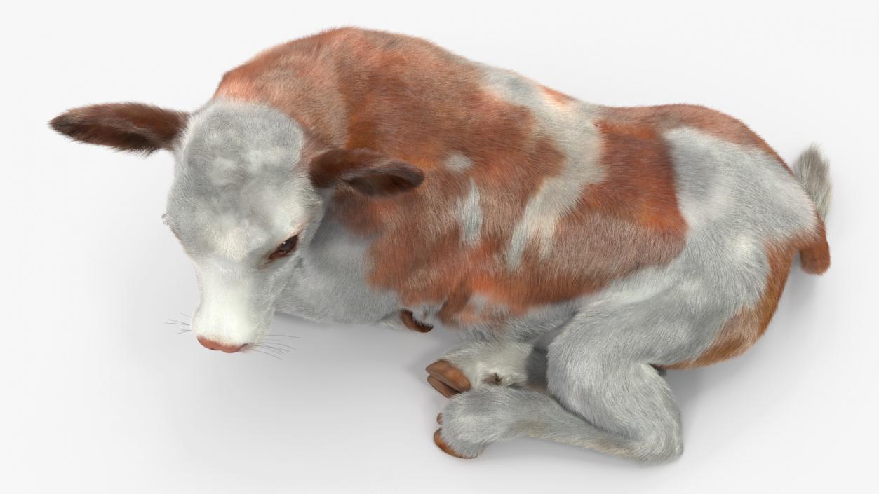 3D Cow Calf in Lying Pose Fur 2 model