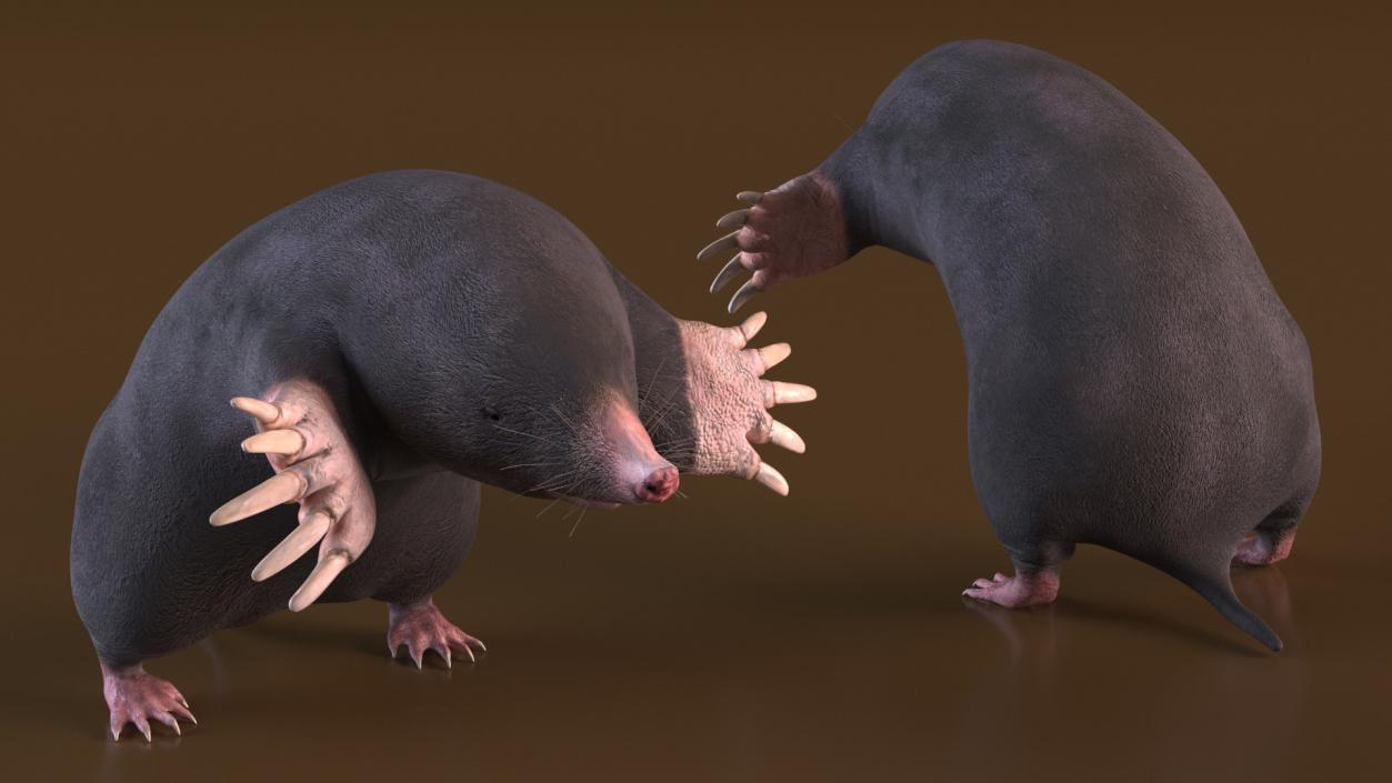 3D Mole Animal 2 model