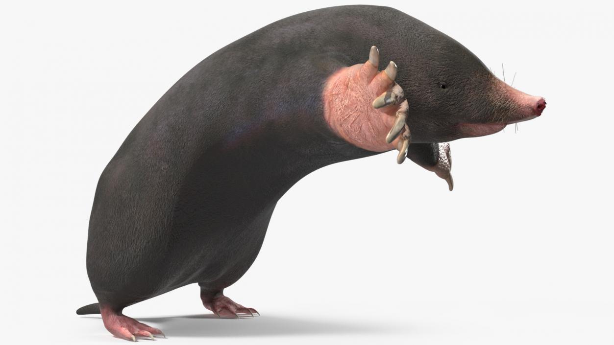 3D Mole Animal 2 model