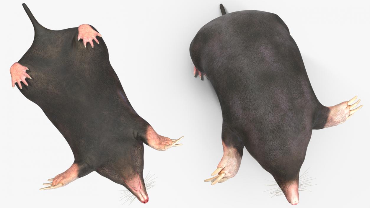 3D Mole Animal 2 model