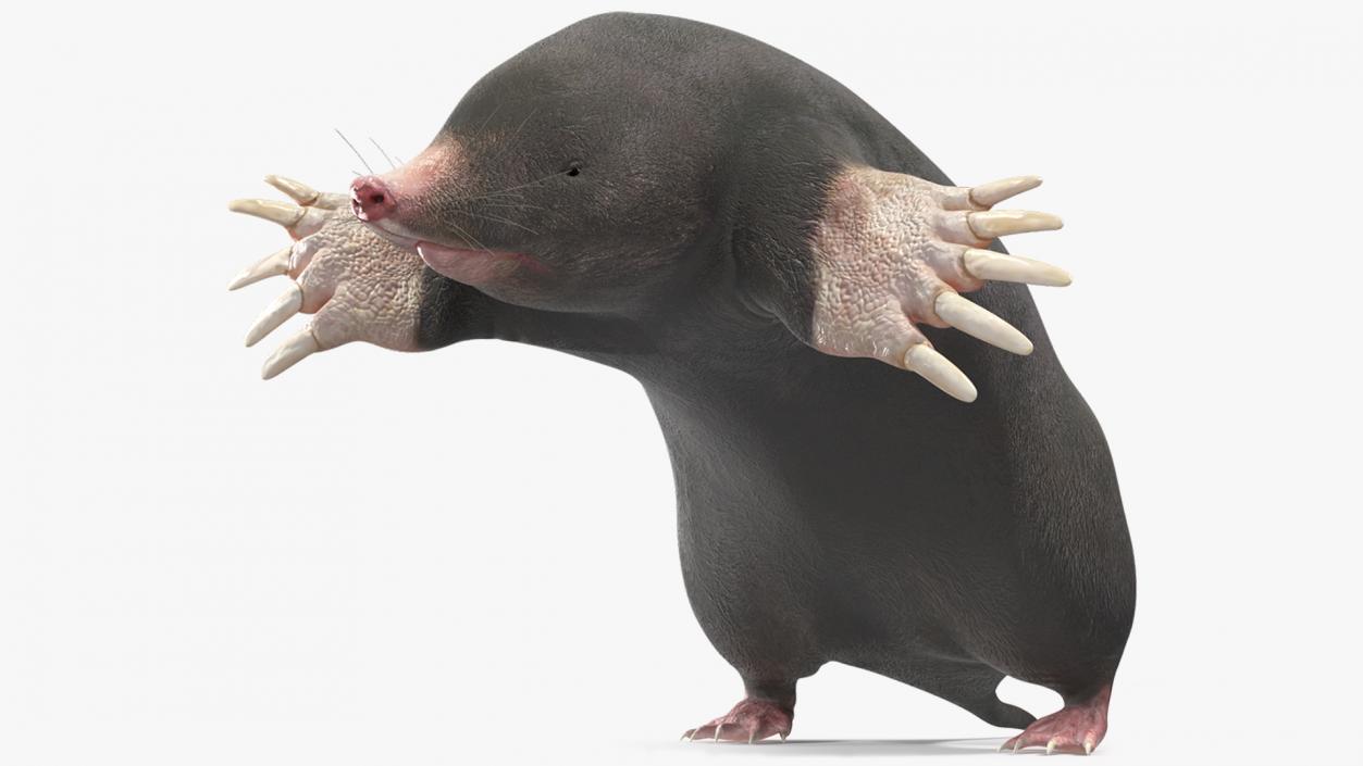 3D Mole Animal 2 model